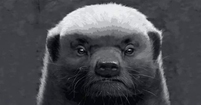 太阳系 “平头哥”蜜獾不好惹，有这么多天敌，却没有一种对它有严重危害