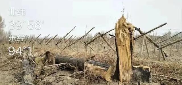 也学会矫揉 蚂蚁森林被“质疑”的地方！在万亩护林被砍伐下，显得微不足道！