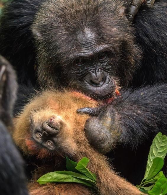 银河系 持续4年的贡贝黑猩猩战争，撕下对手皮肤、摘生殖器只为宣示成功