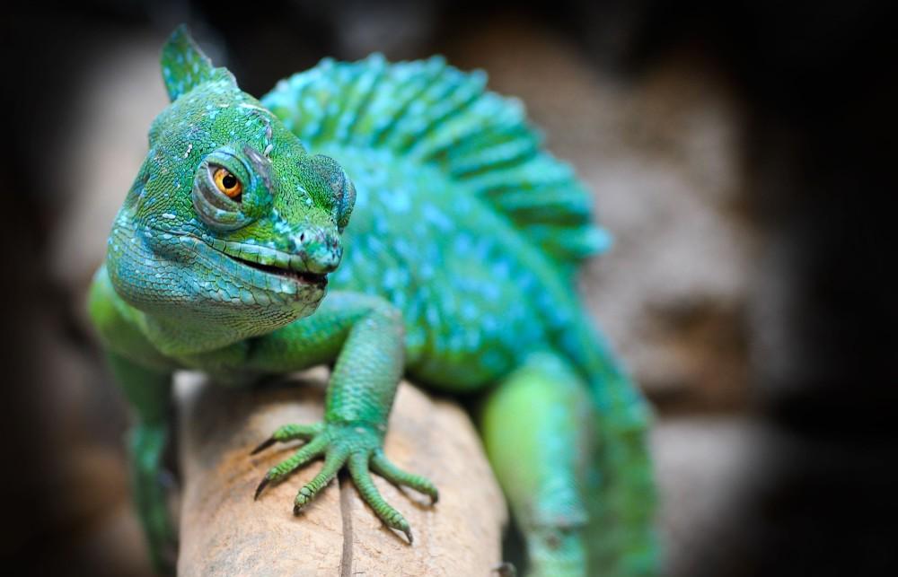 横断山脉|横断山脉有一种植物,为了躲避人类的采摘,悄悄学会了“伪装”