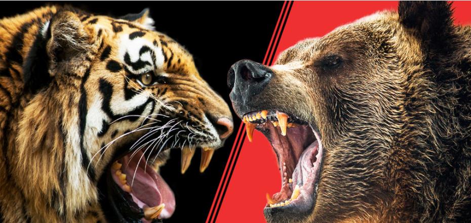 棕熊 “东北虎”与“棕熊”进行1对1对决，谁会更具优势？你看好谁呢