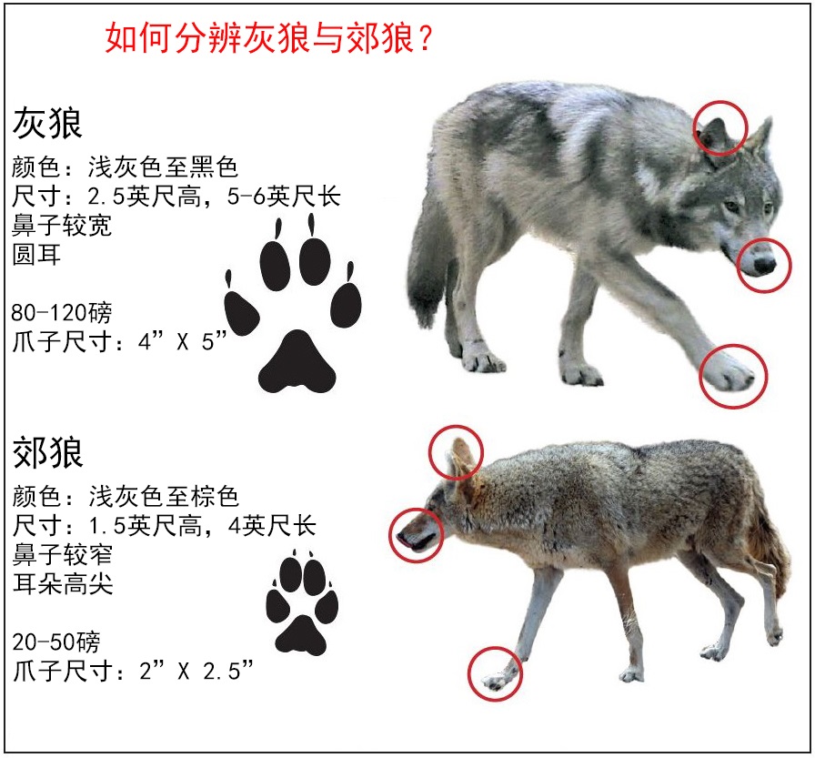 基因 美国有一种狼，为了能做到全国性分布，与狗攀成了亲家