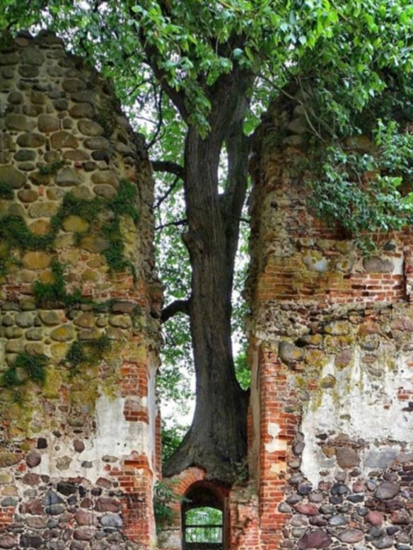 昆虫 14张图片告诉你:人类文明在大自然面前,是多么“不堪一击”!