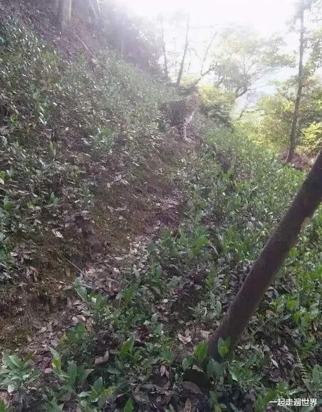 一起走遍世界 杭州野生动物世界，是一个怎样的景区？