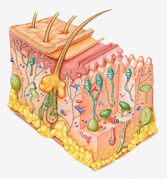 珑阳谈护肤 干燥脱皮、刺痛、红血丝你的皮肤屏障可能受损了！如何修复？注意这个关键细节