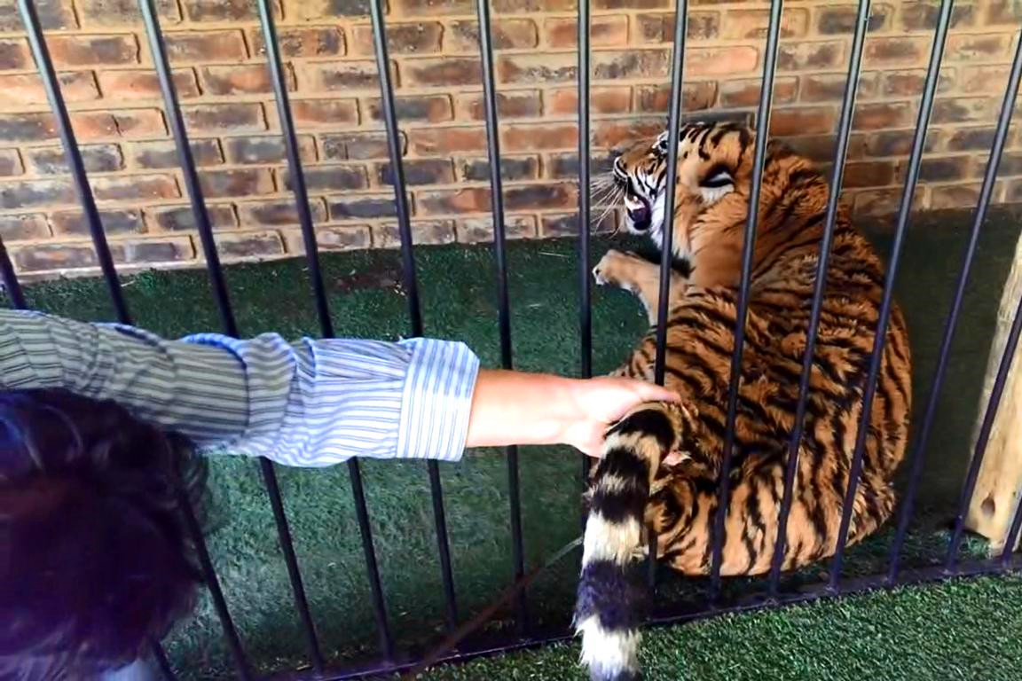 老虎 捏住老虎的后颈肉，它会不会像猫一样变乖巧？