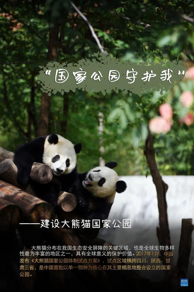 大熊猫 “降级”啦