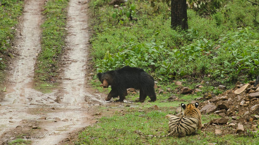 动物志 懒熊撵得老虎到处跑，黑熊却惨遭捕杀，同是熊的差距怎么那么大？