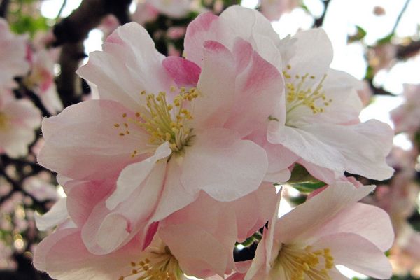 订阅文化|9月9号开始，运势上扬，桃花盛放，情意不退，爱意依旧，再度相守