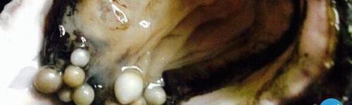 舜网 女子餐厅吃海蛎子,觉得硌牙,接连吐出了50多颗珍珠