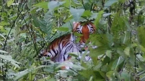 清浅微笑的我|麻省理工首次公布鉴定：周正龙华南虎照为真