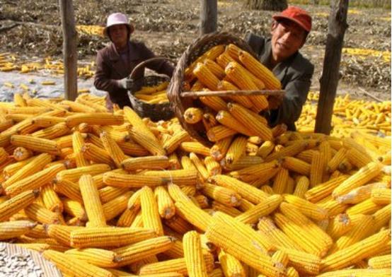 育妈计|中国大规模取消进口玉米订单,这是为什么,要减少进口依赖?