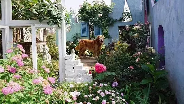 他建了座2亩的鲜花小院,满足你对花园的所有幻想!