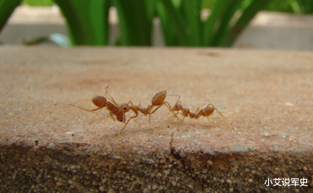 中国科学报 如果把蚂蚁放大10000倍，能不能主宰地球？说了你别不信