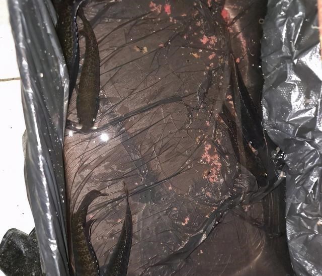 |贵阳郊外一处小河里，出现许多乌黑斑点鱼，钓鱼人：凶得很