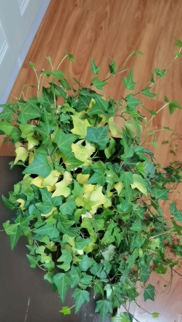 净化空气小能手,客厅放盆常青藤,装饰客厅,吸收二氧化碳