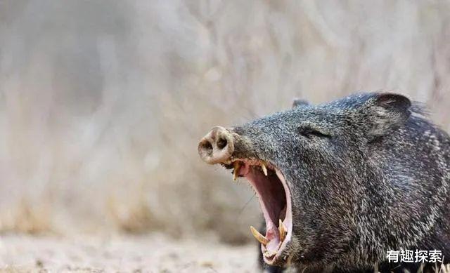 野猪 人猪矛盾激化！陕西野猪20万头，“杀猪令”杀死的野猪肉能吃吗？