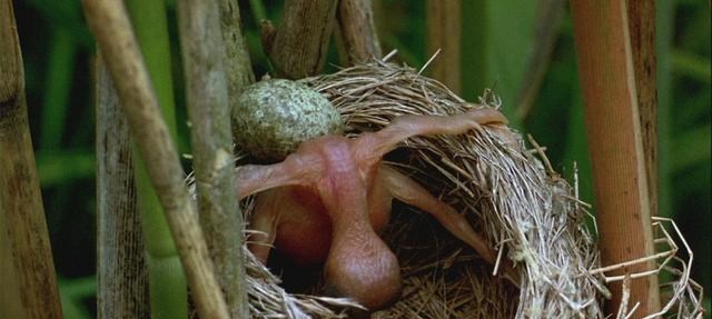 鲨齿龙 为啥喜鹊窝不怕雨雪？“高层别墅”的败絮其外，金玉其中