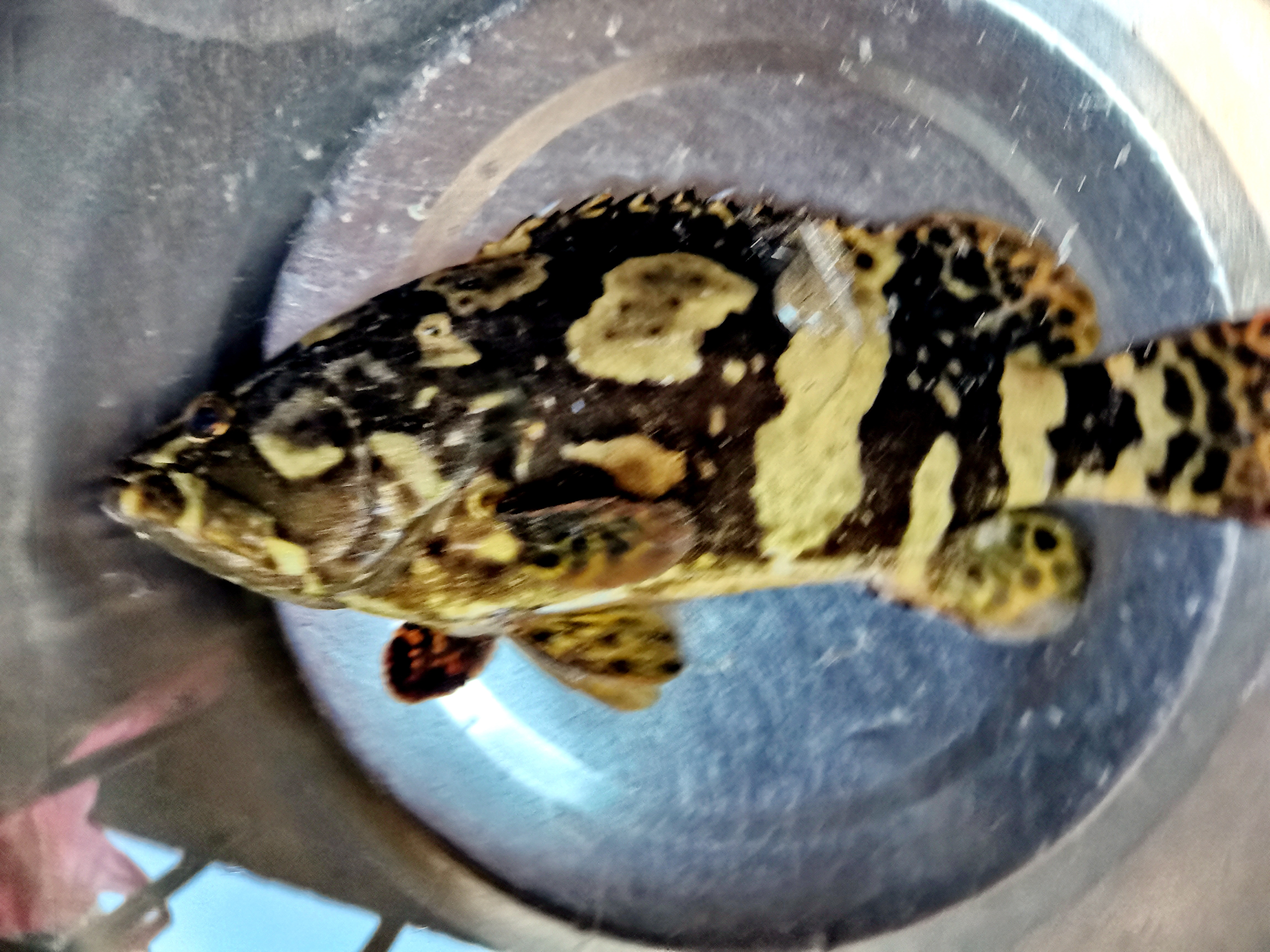 晋江|海钓筏仔遇到大鱼，被连切三副子线，大货上水后惊呆全船人