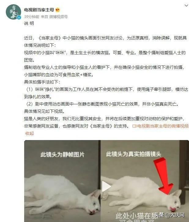 长津湖|热播剧为拍戏虐猫？！剧组回应，网友并不买账