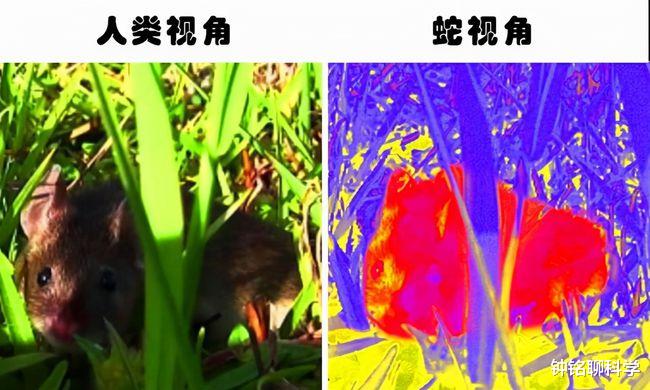 警察 蛇真的懂得报恩吗？经常放生蛇能带来福报吗？