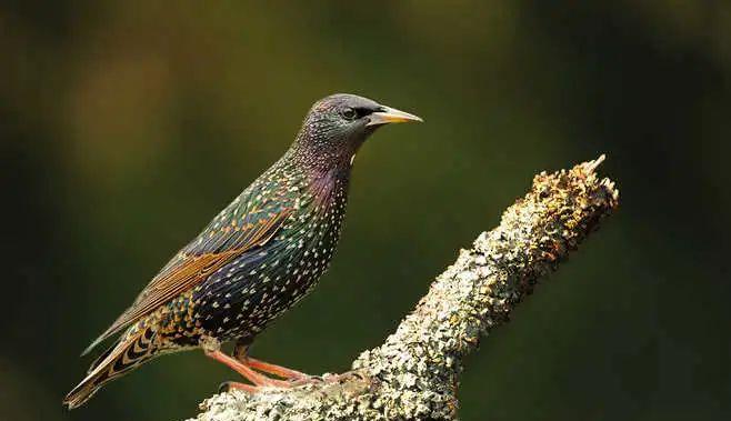  当个“吃货”不容易：为了能吃饱，蛇创造出一种独特的爬树方式