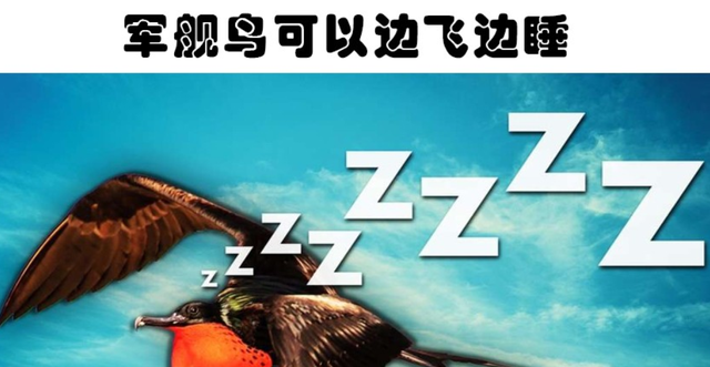 银河系 天黑请闭眼：动物们的“花式”睡姿，了解一下！（涨知识了）
