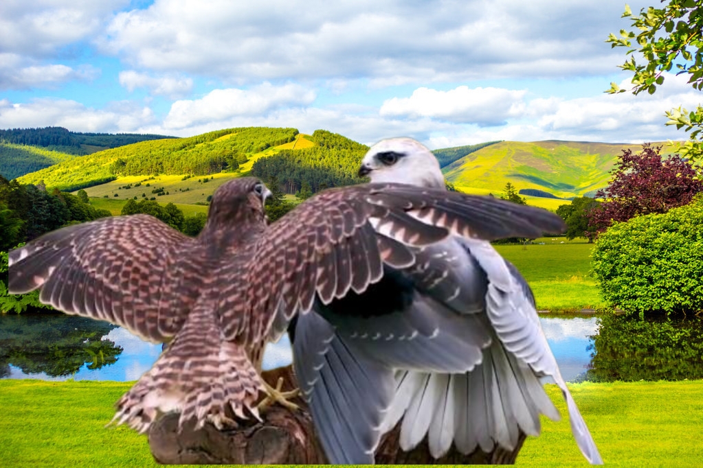 黑翅鸢 黑翅鸢，鼠类收割机，悬停锁定俯冲瞬间秒杀