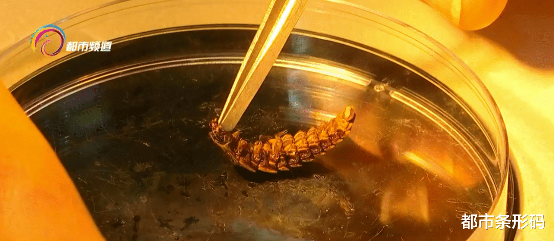 都市条形码 上新! 云南萤火虫又增3个新种 4个中国新纪录种