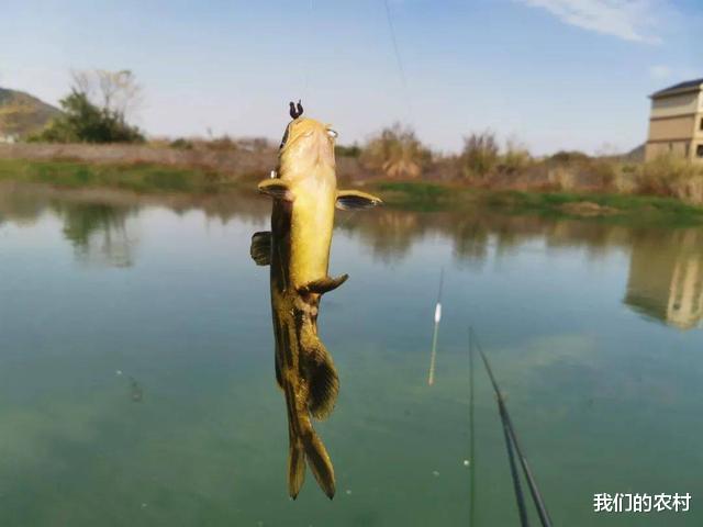 |野钓黄辣丁，一晚可以钓几百条，技巧全在这里，太过瘾了