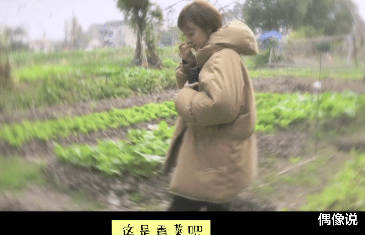 孙俪|孙俪农田拍戏三个人扶,不小心拔农户萝卜,站在菜园里慌张又愧疚
