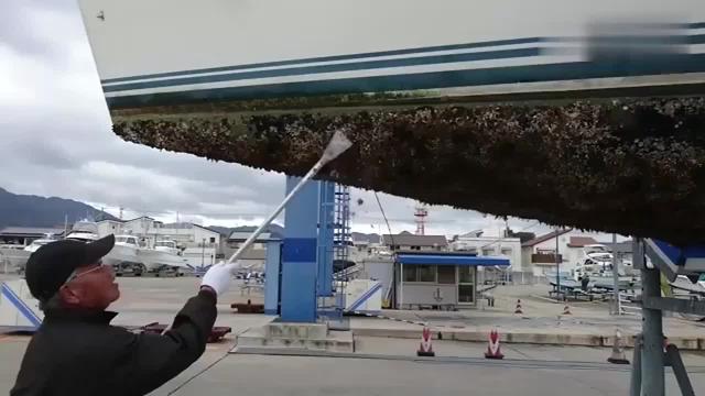 海洋中遭人唾弃的藤壶,到底有多可怕?看看鲸和海龟的下场就懂了