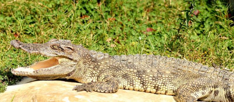 科学家|鳄鱼生活在水中，为什么还要经常晒太阳？