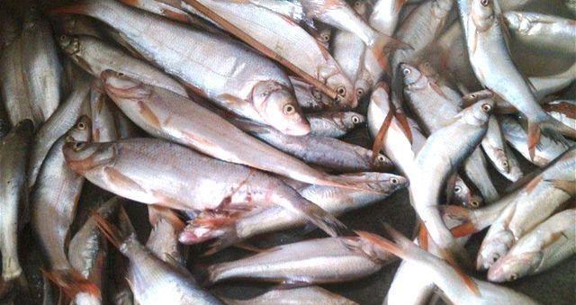 水库|为何“泥鳅钓”犯众怒?被抓后要刑拘?一天能钓上千斤,你信吗?