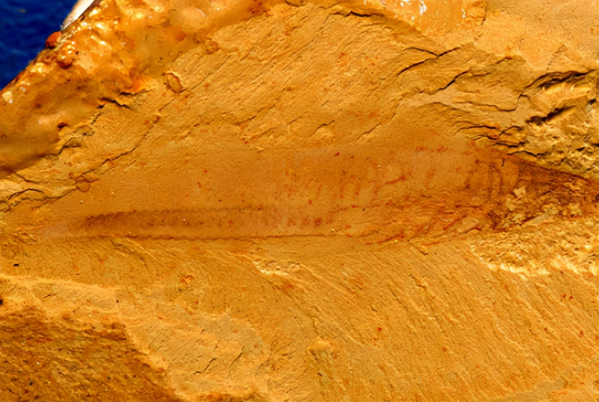 科学家 脊椎动物的祖先逃过大灭绝，成功统治地球，而人类却在摧毁这一切