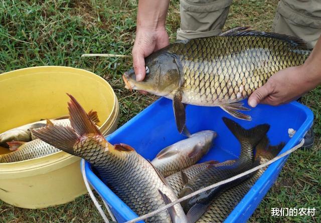 饵料|钓鱼人必看:夏季钓鲤鱼,我一直用这种方法,每次渔获几十斤