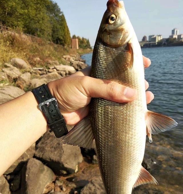 水库|浙江钓友野河钓鱼，遭遇黄尾鱼群，这种鱼难钓且不好吃？