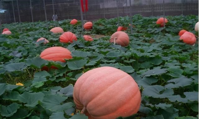 奶豆说育儿|200斤！四川成都种出巨无霸南瓜 亩产6万公斤，不能吃，经济价值高