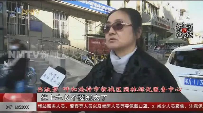 呼和浩特这十几棵大树该“理发”了!遮挡阳光 低层住户犯愁...