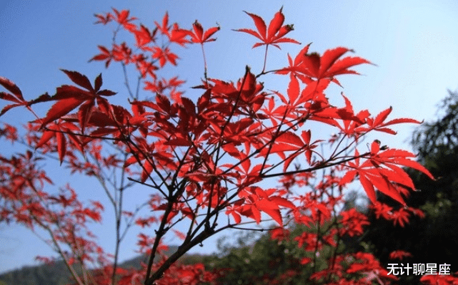 无计聊星座|未来一年，4个星座，知足常乐，容易满足，一点小事就能高兴很久