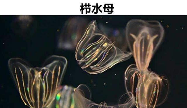 水母 看起来非常的假，但却真实存在的6个拥有怪异外表的生物