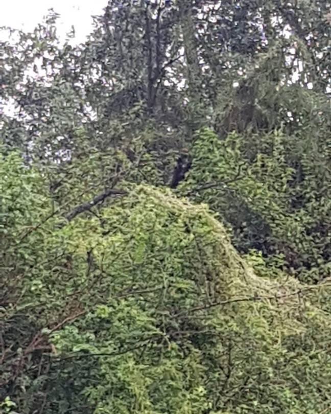 鬼女红叶|澳洲男子自称被恐怖的半人半狗生物跟踪,为免他人遇难而广而告之