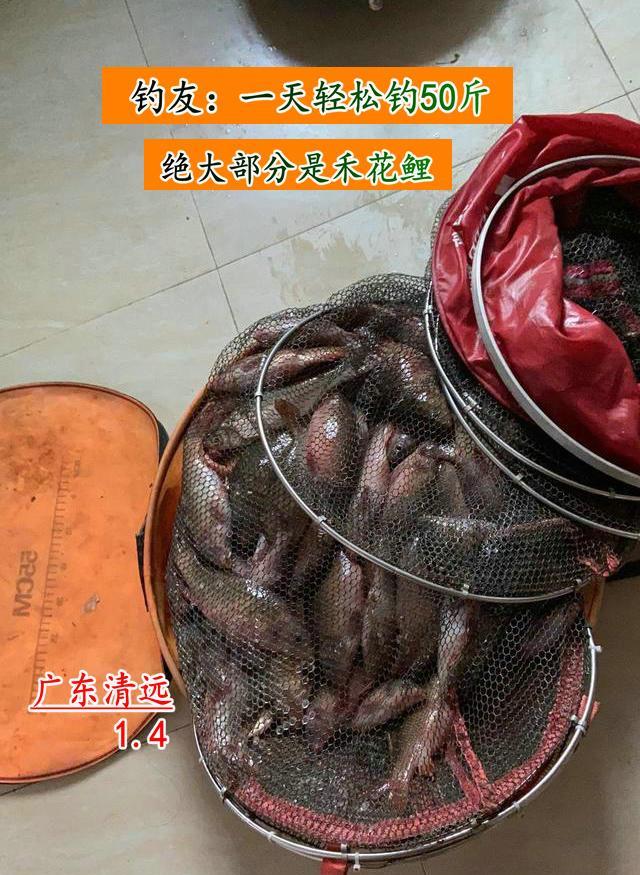 北江|北江禾花鲤大爆发，钓鱼人一天可钓几十斤，有人担忧引发生态问题