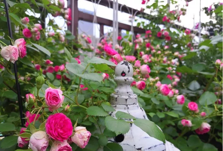 3年前，买了一栋顶楼带70㎡露台的房子，自己打造美美的休闲花园