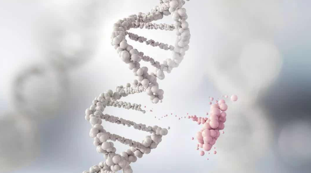 核辐射|“切尔诺贝利巨鼠”真实存在？身长50厘米，猫见了也不一定敢抓