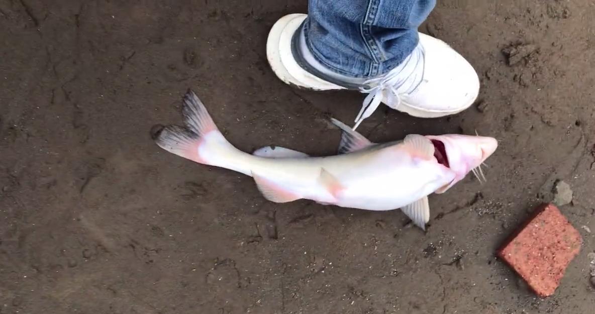 重庆|重庆钓鱼人多次钓到江团，网友劝其放生，钓鱼人：我们这可以钓