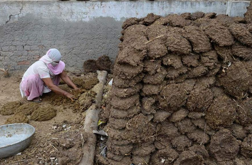 印度 不忍直视！印度欲将“牛粪饼”出口至中国，并坚信遭到抢购
