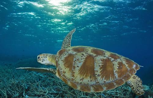 科学家 “活化石”绿海龟，科学家发现，地球磁场对海龟来说就像指南针