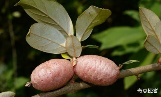 地球正在重启?消失100多年后,灭绝物种多次现身,这是好是坏?