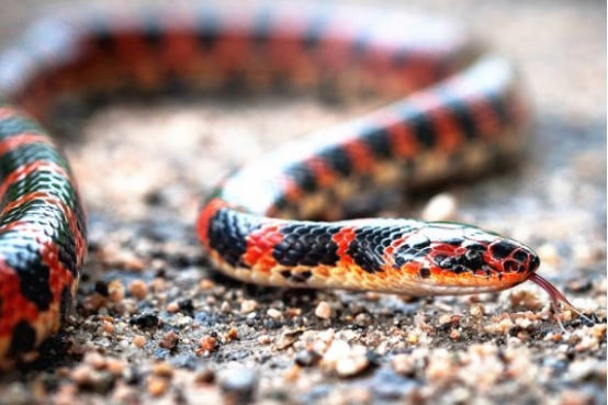 巨蟒 最具争议的两种蛇，无毒与免疫蛇毒，破赤链、臭王锦实力如何？